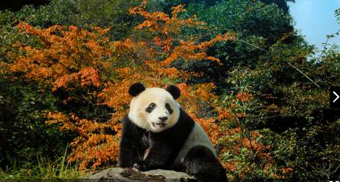 卧龙大熊猫博物馆分6个部分向人们展示大熊猫的生存环境、历史演变、自身特性以及伴生动物，详实地解释了大熊猫的奥秘。
