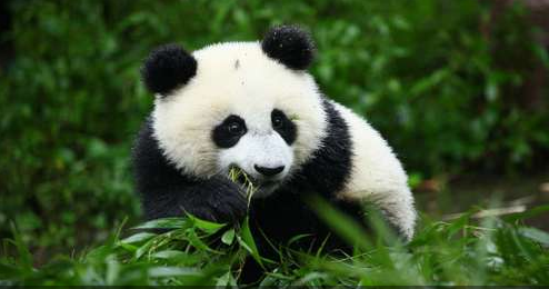 卧龙中华大熊猫苑神树坪基地位于卧龙自然保护区耿达镇，海拔1700米，该基地占地150公顷，由香港特区政府援建，总投资2.3亿人民币。共分为三个区域，分别为：神树坪大熊猫饲养繁育参观区，圈养大熊猫野化培训区及野外放归区。
