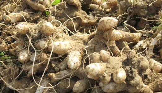     亳州市谯城区亿丰源中药材合作社座落于华佗故里,老子家乡，全球最大的中药材交易中心安徽省亳州市。公司主要从事油用牡丹、白芍、白术、白芷、板蓝根、丹参、菊花、桔梗、防风、柴胡、瓜蒌、赤芍、苍术、玄参、皂刺、槐米等药材种苗的推广种植。

    本合作社本着诚信经营，良心做药材的原则，为广大客户提供各种技术指导交流以及各种产品，专业的人员帮助客户进行基地策划、勘测基地土质、推荐合适药材种苗，而且免费提供技术跟踪服务。诚信经营真诚合作，望各新老客户前来咨询交流。